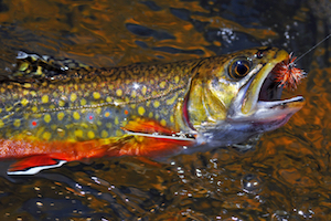 Brook Trout River Fishing