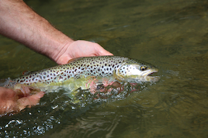 Brown Trout Summer Fishing