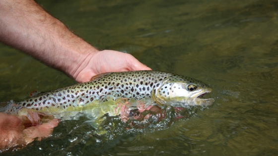 depth finders are necessary in summer when the Brown Trout go deep