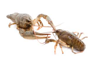 Crayfish – Live Bait