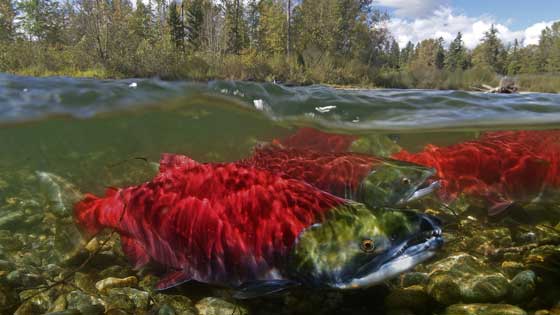 Kokanee Salmon Lures -  Canada