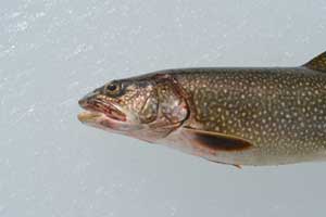 Lake Trout Winter and Ice Fishing