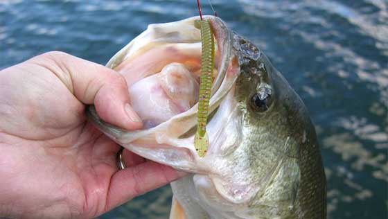 big mouth bass fish