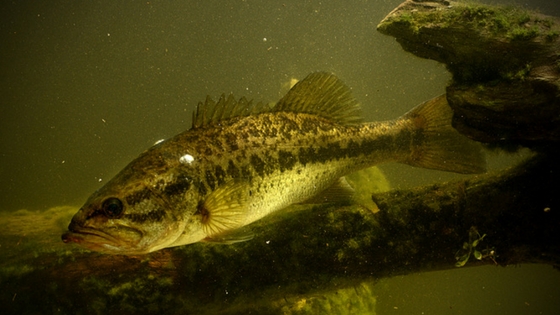 largemouth bass habitat