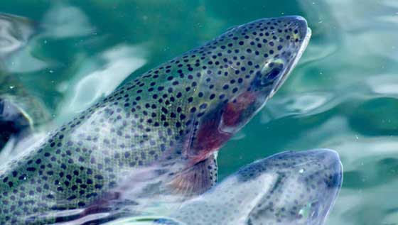 Image result for rainbow trout fish image