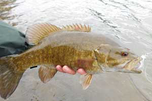 Smallmouth Bass Features and Size