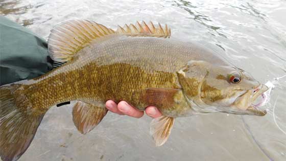 the record smallmouth bass weighed 12 pounds