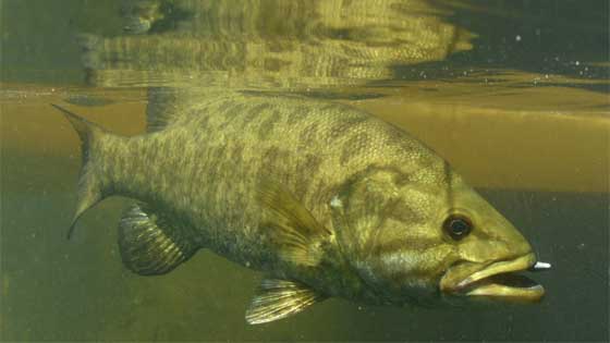 smallmouth bass bait for fall