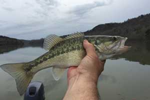Spotted Bass River Fishing