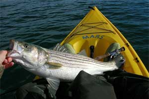 Striped Bass Lake Fishing
