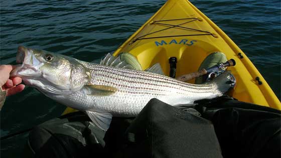 striped bass bait