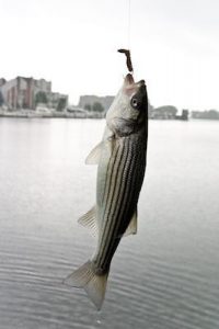striped bass fishing rods