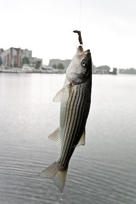 striped bass fishing season